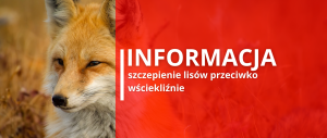 Miniaturka artykułu Dodatkowa akcja szczepień lisów przeciwko wściekliźnie w dniach 25 – 31 października 2024 roku